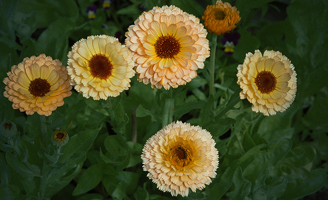 8205 Calendula officinalis 'Pink Surprise'